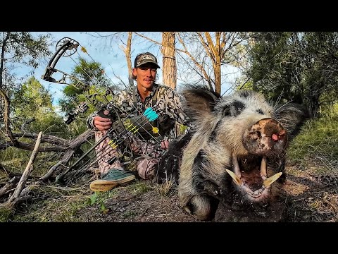 Bowhunting pigs nsw Australia