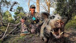 Bowhunting pigs nsw Australia