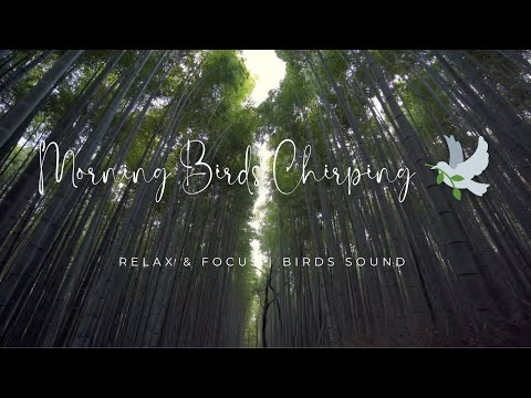 🌿 Morning Birds Chirping Sounds | Relaxing Nature Ambience for Focus, Study & Deep Work (3 Hours)