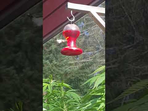 Hummingbird good morning  :)