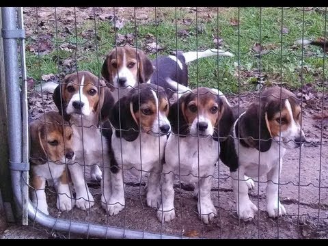 Beagles of joy!