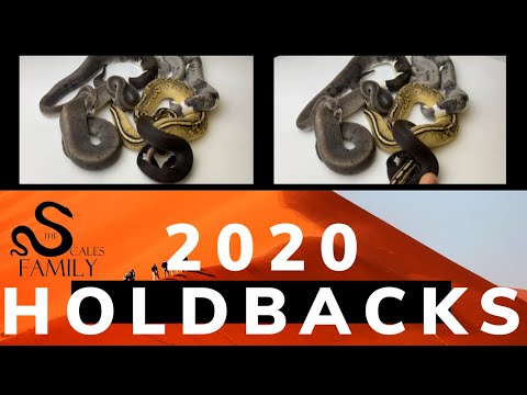 2020 Holdbacks and Available hatchlings! Beautiful Ball pythons