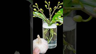 Pour a spoon into water, orchid healthy and bloom many magical flowers