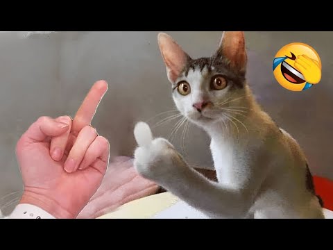 Funniest animals will sure make you die laughing 😅