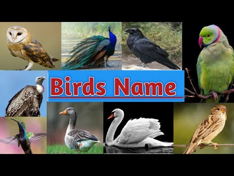 Birds Name in English and Hindi | पक्षियों के नाम| #birdname | @ The Learning Universe
