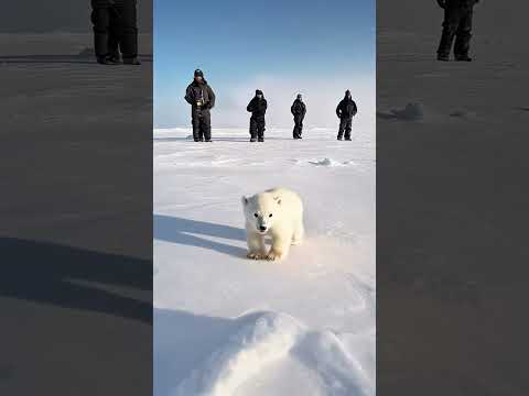 🐻‍❄️ Tiny Polar Bear's Heartwarming Rescue! 😍 #PolarBearRescue #WildlifeConservation #ArcticAnimals