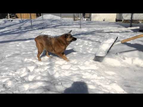 Sadie helping with the snow iPhone 5s Slow Motion Video slo-mo