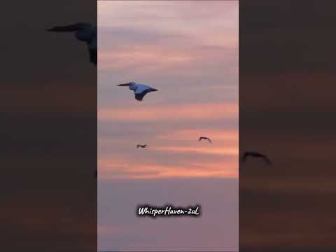 "Relaxing Bird Ambient Music for Inner Peace and Calm Mind" | #nature #relaxingsounds #asmr