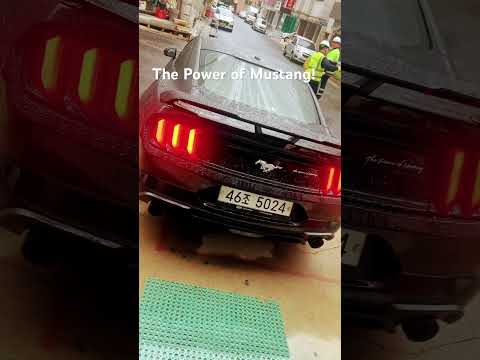 Mustang Cold Start! The Power of Mustang! #mustang #mustanginkorea #mustangmafia #mustang_fans
