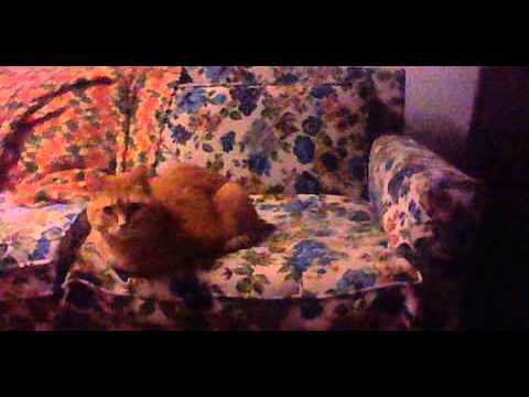 My friend's cat