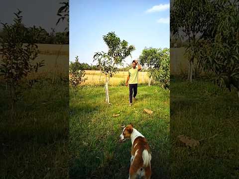 #song #music #bollywood #animals #shorts #trending @multiplexerabhilabs9362 #viral