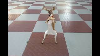 dancing deer