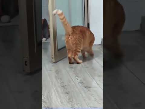 funny cat 🎬✨#SnappyWorld#Shorts#Kittens#CuteCats#FunnyKittens#Cat#Meow#meo#viral#funny#cute #viral