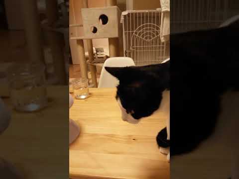 新しいおもちゃを置いてみたけど