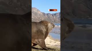 Elephant seal returns to the ocean after wandering Cape Town | REUTERS