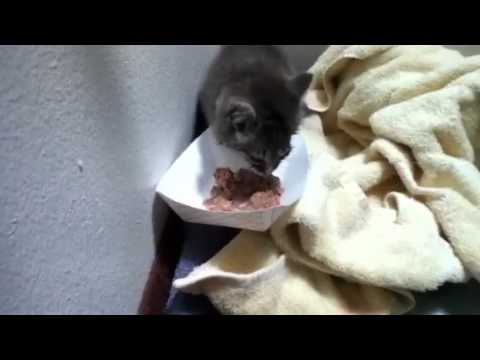 kitten movie