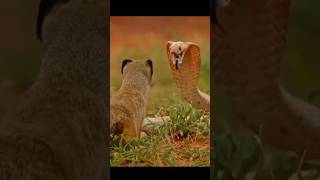 Mongoose Saves Neighbors From Cobra  🐍 #shorts