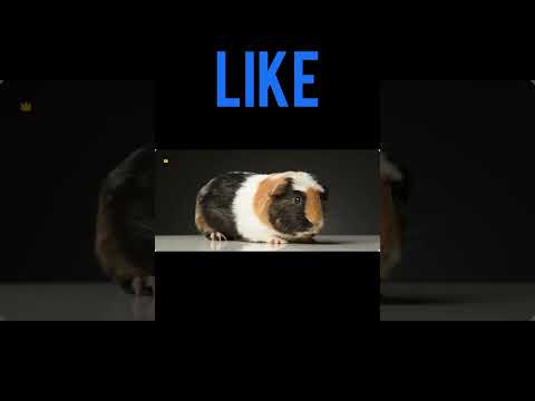 You're Guinea Pig If You… Choose Your Dream Guinea Pig