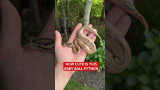 How CUTE is this Baby Ball Python!?
