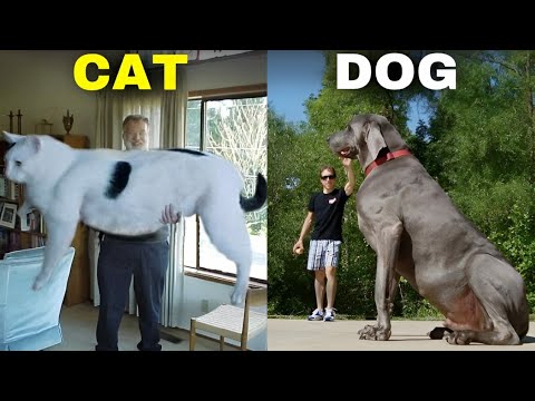 18 largest animal ever caught on camera