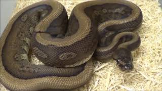 Red Devil aka Super Red Stripe Genetic Stripe Ball Python