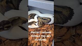 Pied 66% Het Ultramel Ball Python! #Snakes #Snake #ballpython #piedballpython #Reptile #Morph #Pet