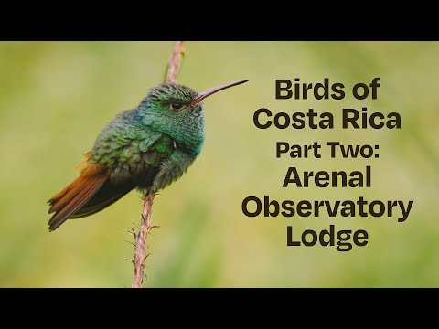 Birds of Costa Rica - Part Two: Arenal Observatory Lodge