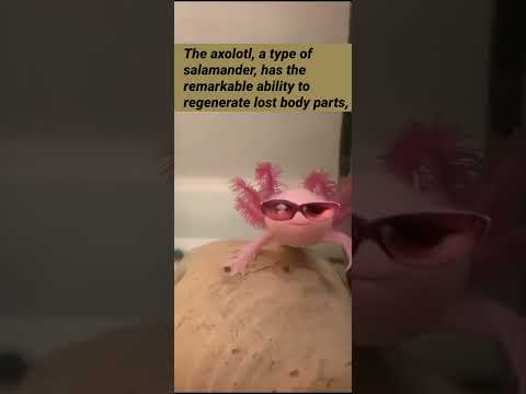 cool amphibian || #aquarium #animals #factfriday