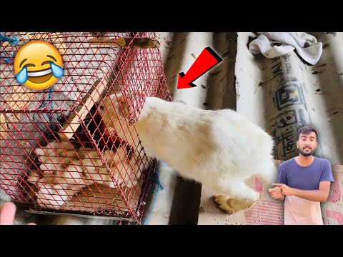 Hamaare Rabbits Ke Kaam Dekho 😂 Kaha Fas Gya 🐰shehr main dihat | inzi or ibrahim