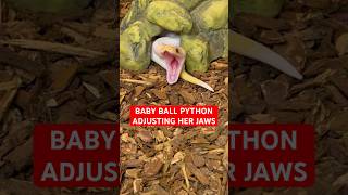 Baby Ball Python ADJUSTS Her JAWS😍