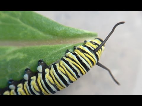 Very Hongry Caterpillar