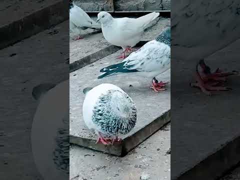 #trending #viral #birds #religion #parrot #lovebirds #arabic #love #топ