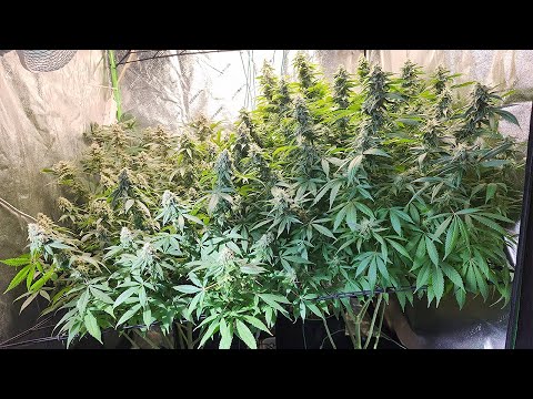 Grow 1 - Week 18 Update - Day 49 of Flower