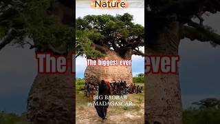 look at this baobab tree's amazing  size 😍#viral