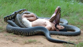 Giant Python in Action | Amazing Wildlife Moment