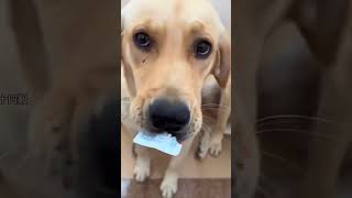 #PetEntertainment#Pet Fails#funny pets# Pet Tricks#CutePetStories#Funny Pet Videos
