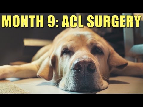 Month 9 Post Op ACL & Meniscus Surgery