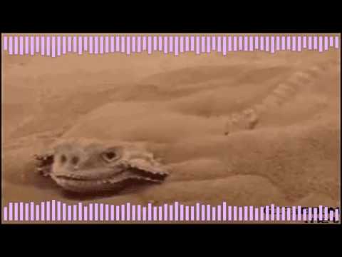 a lizard burries into sand while music plays