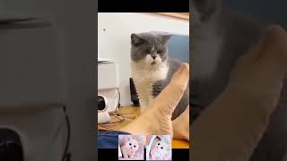Vidéos d'animaux drôles 2022 😂 - Vidéos de chiens et de chats les plus drôles 😺😍 - Compilation