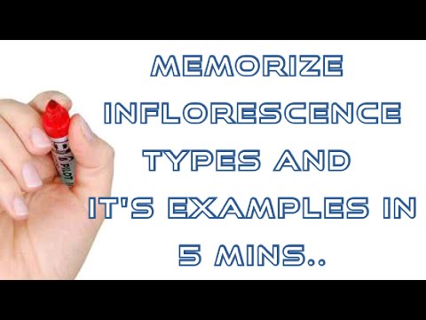 Memorize Inflorescence Types And It's Examples In 5  Min