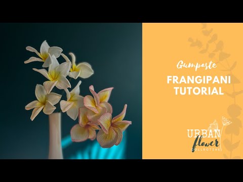 How to make a gumpaste / flower paste /sugar Frangipani flower - a step by step tutorial