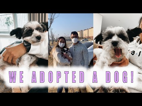 WE ADOPTED A RESCUE DOG! FIRST TIME DOGGY PARENTS!