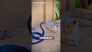 Why do snakes always lose against cats?