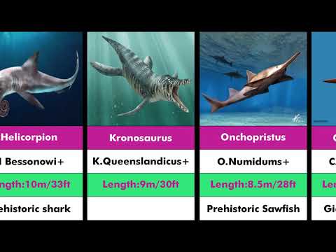 Sea Monsters Size. Comparison.largest animal.largest whale, largest fish, largest marine creature.