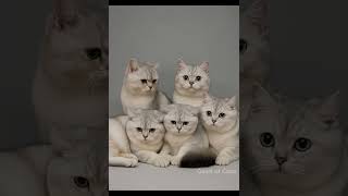 Loop Mode: Activated. These Cats Are Too Organized 😹 #animatedcats #cat  #catcontent #comedy