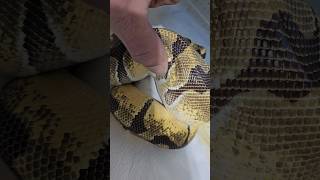 Final countdown😂day 54 cutting tomorrow 🙌 #pythonregius #ballpython #morphs #reptiles #snake #eggs