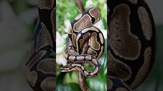 Git For Beginners - Essential Git Tips And Tricks #git #github #learntocode #techcareers #version