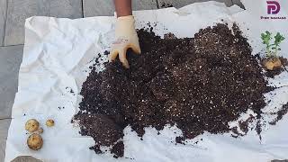 Harvesting Potato from Rice Bag #SimpleStep #EasyGrowth