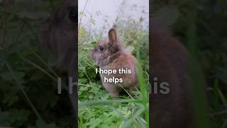 SQL IN vs NOT IN | Fast SQL Tip #6 #learnsql #shortsindia  #sqlcourse #coding #programming