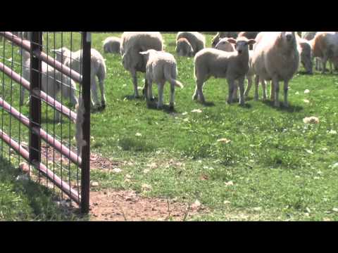 sheep